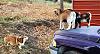Click image for larger version. 

Name:	Gus n Goats.jpg 
Views:	220 
Size:	245.7 KB 
ID:	92164