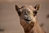 Click image for larger version. 

Name:	camel.jpg 
Views:	151 
Size:	18.1 KB 
ID:	93190