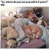 Click image for larger version. 

Name:	doggos.jpg 
Views:	421 
Size:	70.9 KB 
ID:	93576