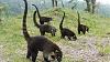 Click image for larger version. 

Name:	Coati-troupe CR.jpg 
Views:	183 
Size:	198.6 KB 
ID:	93815
