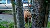 Click image for larger version. 

Name:	Young Cinnamon 6-1-23 824pm.jpg 
Views:	189 
Size:	260.6 KB 
ID:	93965