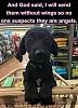 Click image for larger version. 

Name:	dogs.jpg 
Views:	243 
Size:	39.4 KB 
ID:	94098