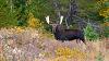 Click image for larger version. 

Name:	Caribou-Flats-bull-10-1-2018.jpg 
Views:	70 
Size:	207.2 KB 
ID:	94668