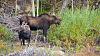 Click image for larger version. 

Name:	Cow-&-bull-calf-10-2-23.jpg 
Views:	130 
Size:	252.2 KB 
ID:	94868