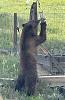 Click image for larger version. 

Name:	momma.jpg 
Views:	170 
Size:	274.8 KB 
ID:	96761
