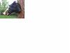 Click image for larger version. 

Name:	boar1.jpg 
Views:	135 
Size:	233.8 KB 
ID:	98903