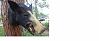 Click image for larger version. 

Name:	boar2.jpg 
Views:	131 
Size:	252.7 KB 
ID:	98904