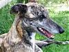 Greyhound's Avatar