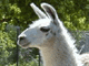 Not_A_Llama's Avatar