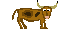bulls
